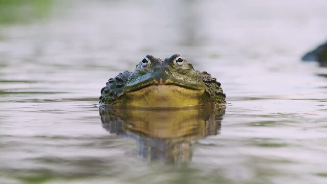 Closeup Portrait Of African Bullfrog On The Pond During Mating Season. Selective Focus Shot