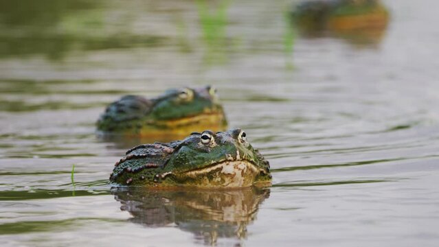 Scene During Mating Season With Massive Male African Bullfrogs On The Pond. Selective Focus Shot