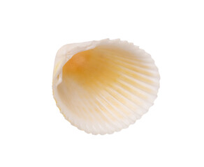 Seashell isolated on white background. Seashell for you design.