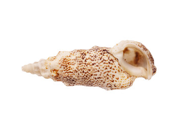 Seashell isolated on white background. Seashell for you design.