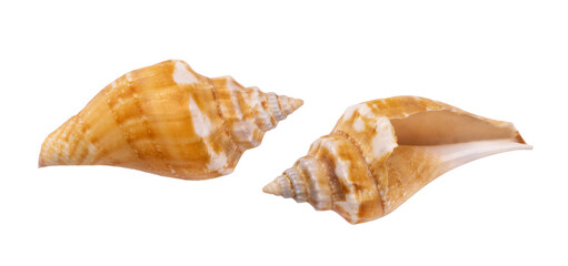 Seashell isolated on white background. Seashell for you design.