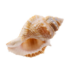 Seashell isolated on white background. Seashell for you design.