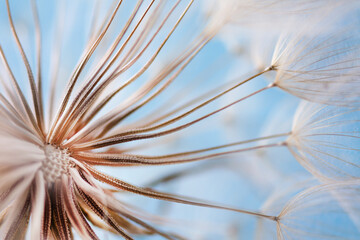 Fluffy dandelion closeup over pink and blue background. Macrophotography of dandelion seeds.