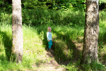 Young toddler boy in blue shirt and trousers stand between birch in forest glade in sun day