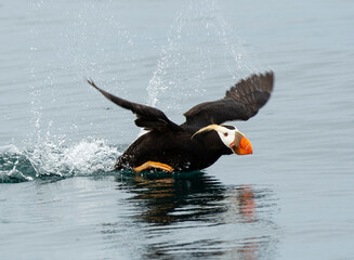 Tufted Puffin taking off on Kachemak Bay