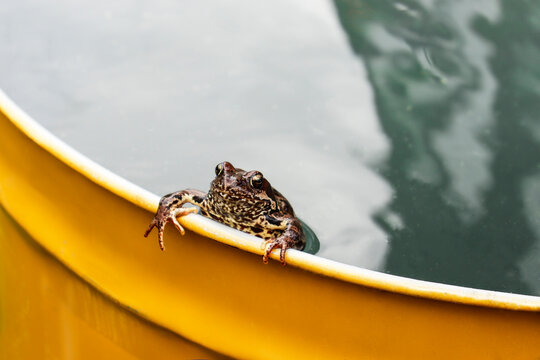a mottled frog sits in a yellow barrel of water