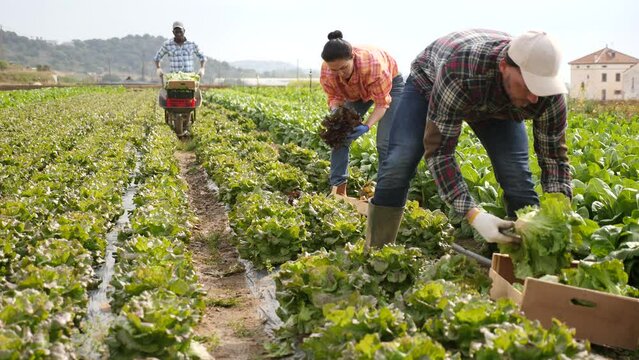 Focused farmer working on leafy vegetable plantation on sunny spring day, picking crops of green butterhead lettuce
