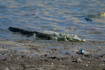  A mugger crocodile (Crocodylus palustris) is a medium-sized broad-snouted crocodile, also known as mugger and marsh crocodile, spotted in the waters of Jawai dam near Bera in Rajasthan, India