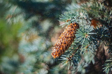 Autumn time - soft focus effect