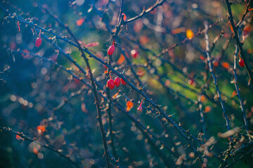 Autumn time - soft focus effect