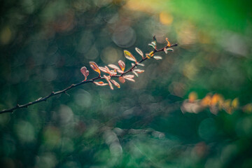 Autumn time - soft focus effect