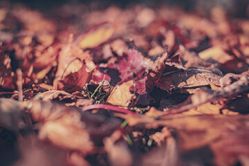 Autumn time - soft focus effect