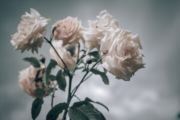 Still life flowers- background art