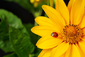 Ladybug in a yellow Neliopsis flower in the garden