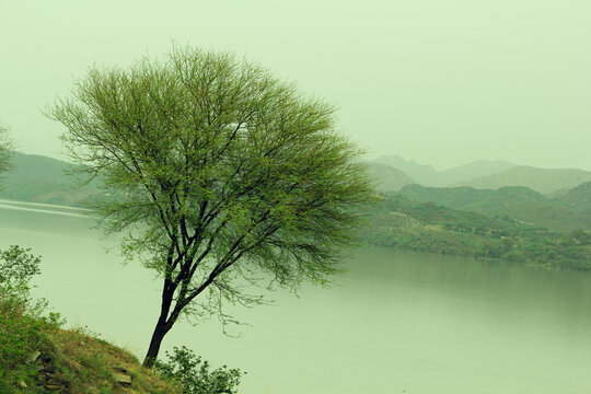 scenic view with lake near green forest