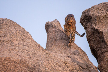 A leopard seen on top of a granite hills of Jawai near Bera in Rajasthan, India © Mihir Joshi