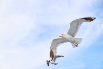 Fototapeta premium A white seagull flies in the blue sky, close up. Portrait of a river or sea bird