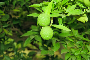 Two green fruits hanging on a branch of orange tree with green leaves