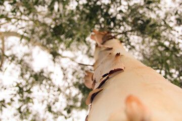 Tree Bark Natural Tree Picture
