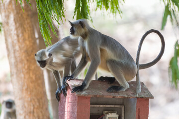 Gray langur, also called Hanuman langur and Hanuman monkey observed in Bera in Rajasthan, India