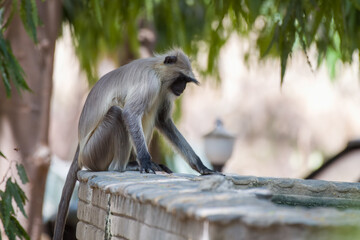 Gray langur, also called Hanuman langur and Hanuman monkey observed in Bera in Rajasthan, India
