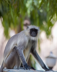 Gray langur, also called Hanuman langur and Hanuman monkey observed in Bera in Rajasthan, India