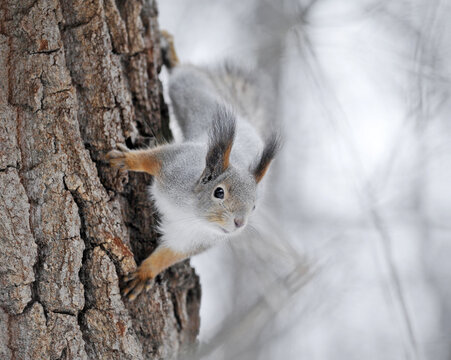 squirrel in the wild. fluffy rodant