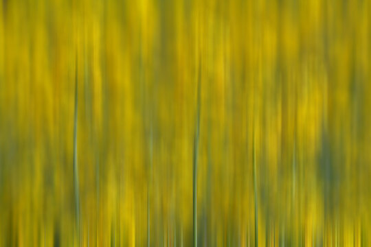Motion blurred image of yellow flowers in a field