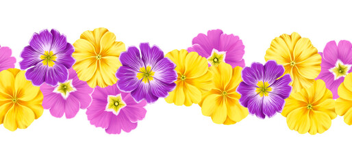 Fototapeta na wymiar seamless border with drawing flowers of purple and yellow primrose at white background , hand drawn botanical illustration