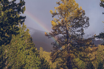 Obraz na płótnie Canvas Rainbow above the forest in the mountains. Picturesque landscape view in the mountains valley above the cedar and pines grove. Camping place, hiking adventure. Outdoors tourism stock photography