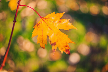 Autumn time - soft focus effect