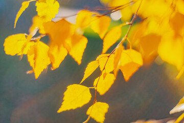 Autumn time - soft focus effect