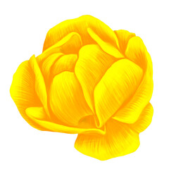 drawing yellow flower of globeflower isolated at white background , hand drawn botanical illustration