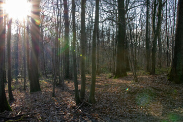 autumn leaves in the forest