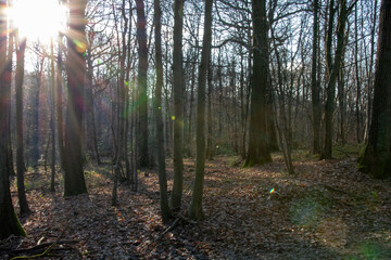 autumn leaves in the forest