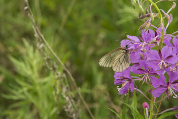 hawthorn butterfly on a flower