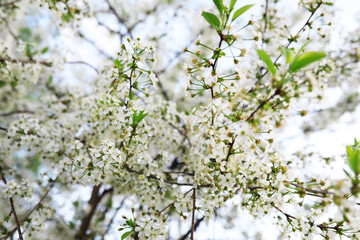 White flowers on a green bush. Spring cherry apple blossom. The white rose is blooming.