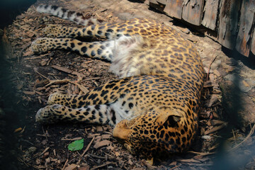 Fototapeta na wymiar leopard, Panthera pardus kotiya, big spotted cat lying on the tree in the nature habitat.