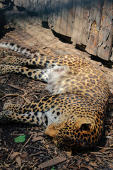 leopard, Panthera pardus kotiya, big spotted cat lying on the tree in the nature habitat.