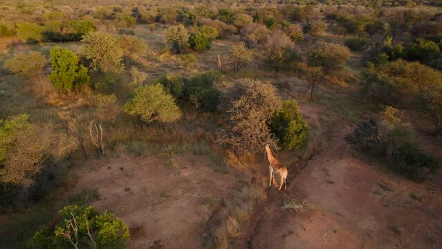 drone flight over wild giraffes in a bush field in the african savannah in late afternoon