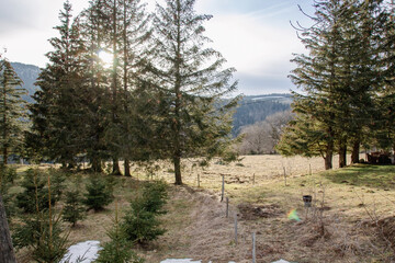 winter forest in the mountains