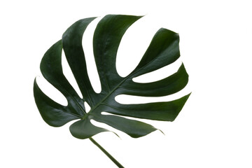 Fototapeta na wymiar モンステラ、素材、観葉植物、みどり、大きい葉