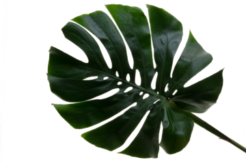 モンステラ、素材、観葉植物、みどり、大きい葉