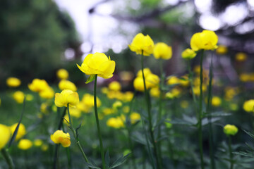 Plants and flowers macro. Detail of petals and leaves at sunset. Natural nature background.