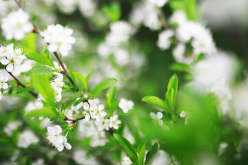 White flowers on a green bush. Spring cherry apple blossom. The white rose is blooming.