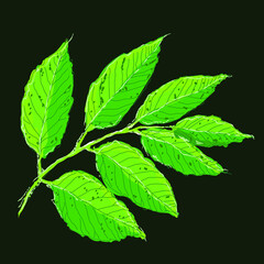 Vector hand drawn illustration of green brunch with leaves. Nature background, summer tree foliage