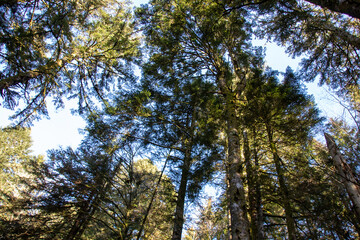 trees in the woods and sky