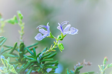 Beauty of wild flower. Blue petunias squarrosa or cufod ruellia in morning su
