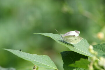 chenille et papillons