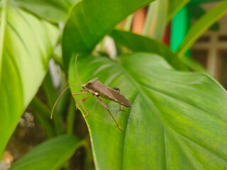 bad-smell grasshopper are on the branches of the plants in the yard